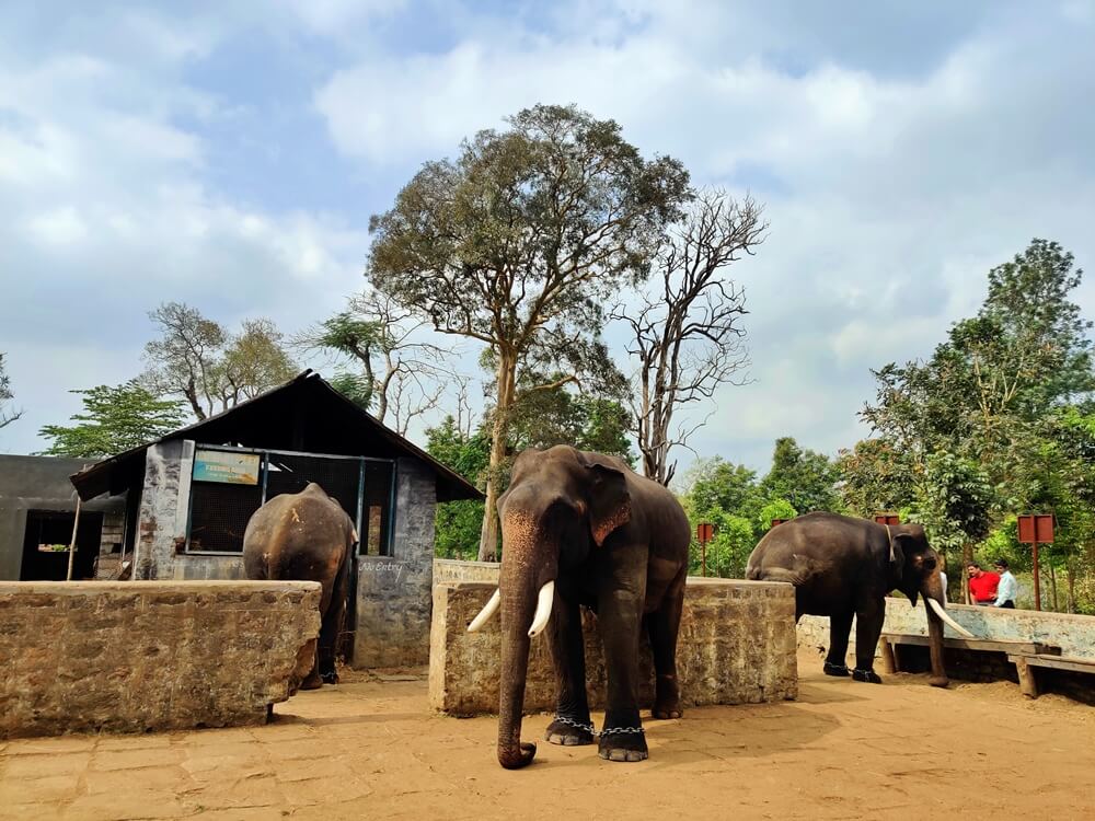 A day out with the elephants at the Dubare elephant&nbsp;camp