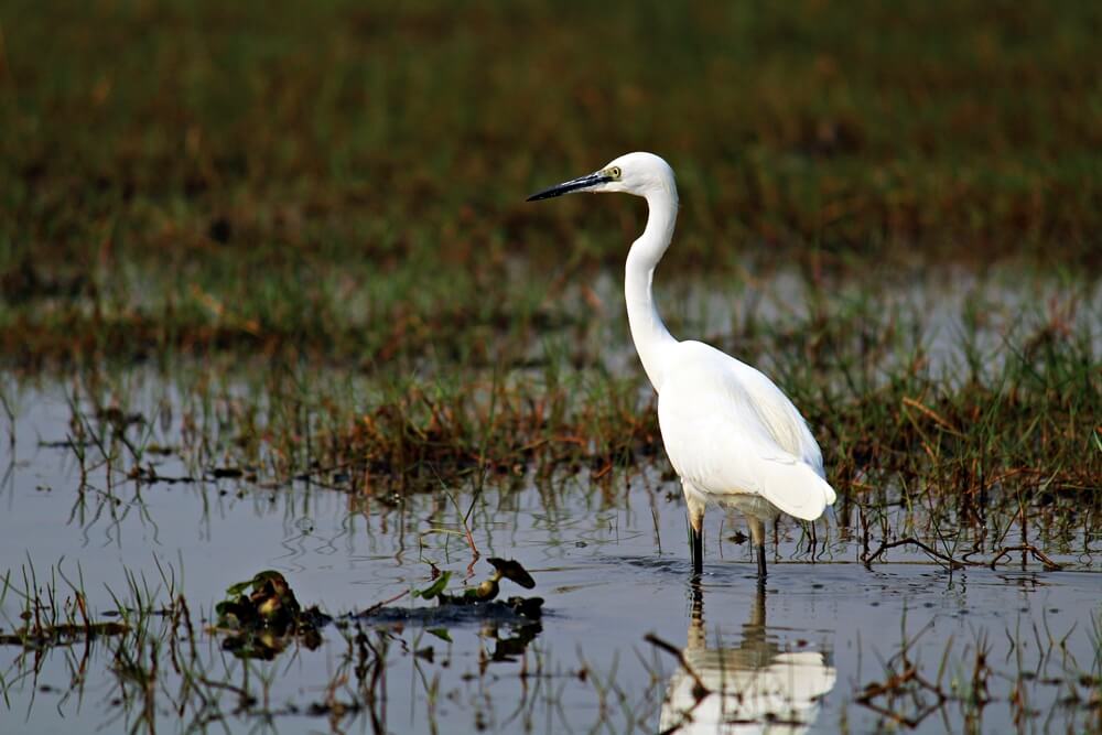 Manglajodi wetlands of Chilika Lake : A paradise for bird lovers