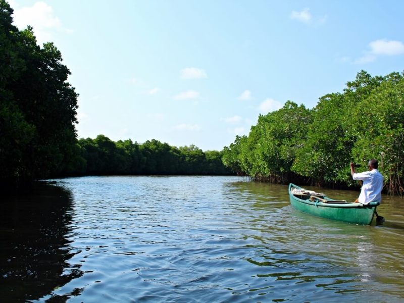 Rowing through the backwaters at Pichavaram mangrove forest