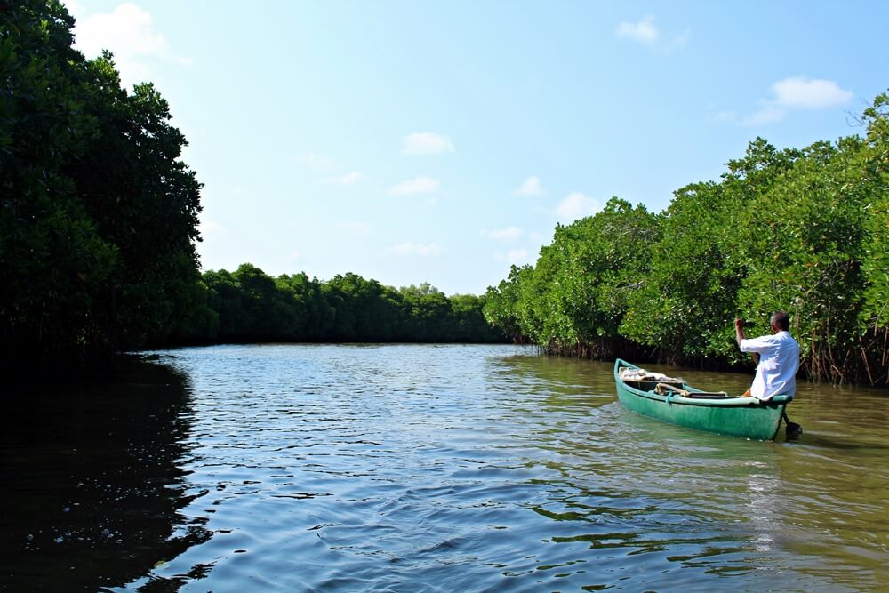 Rowing through the backwaters at Pichavaram mangrove forest