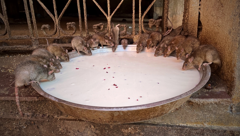 Karni Mata Temple of Bikaner – The intriguing temple of rats