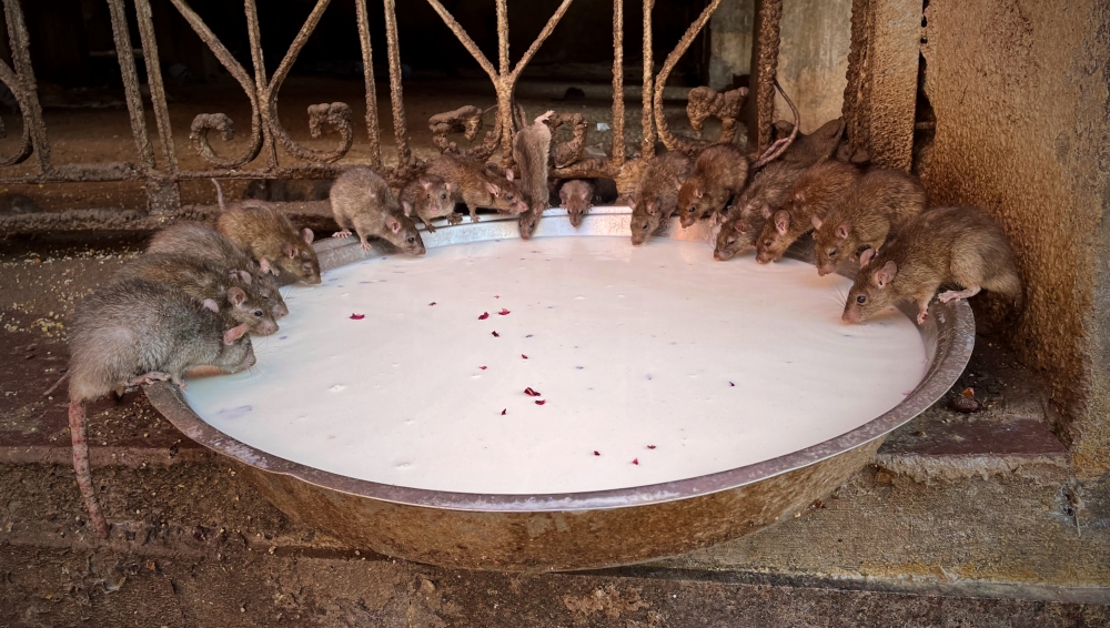 Karni Mata Temple of Bikaner – The intriguing temple of&nbsp;rats